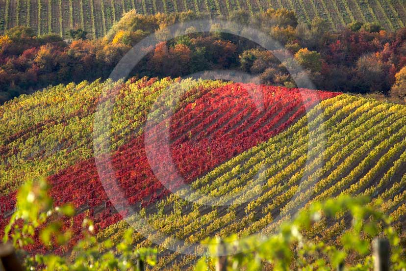 2007 - Landscapes of yellow and red vineyards in autumn, near Castellina in Chianti, Chianti land, 12 miles north the province of Siena.