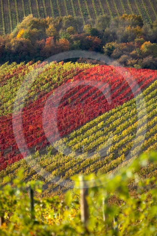 2007 - Landscapes of yellow and red vineyards in autumn, near Castellina in Chianti, Chianti land, 12 miles north the province of Siena.