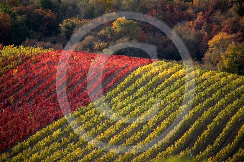 2007 - Landscapes of yellow and red vineyards in autumn, near Castellina in Chianti, Chianti land, 12 miles north the province of Siena.