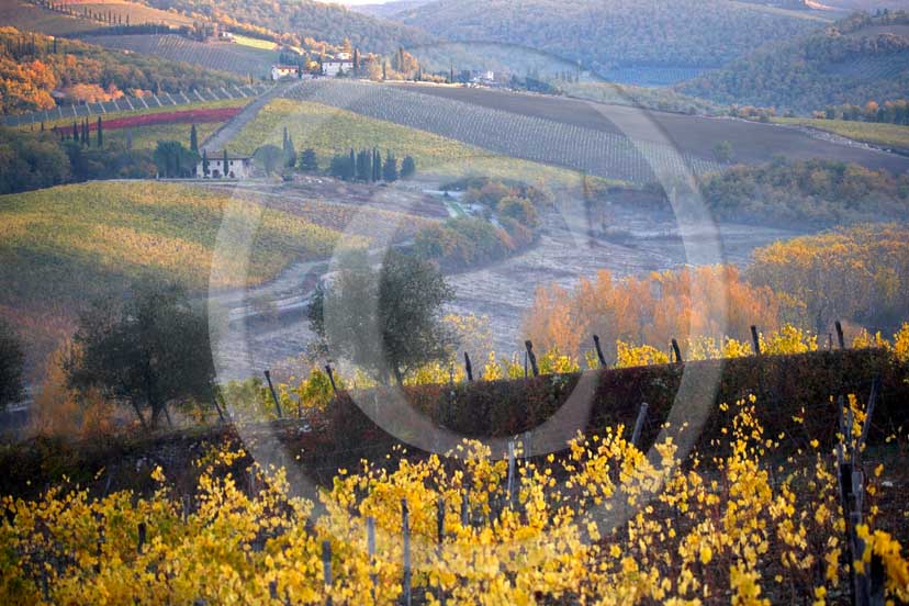 2007 - Landscapes of yellow and red vineyards with fog on early morning in autumn, near Radda in Chnati, Chianti land, 18 miles north est the province of Siena.