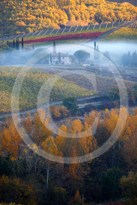 2007 - Landscapes of yellow and red vineyards and farm with fog on early morning in autumn, near Radda in Chianti, Chianti land, 18 miles north est the province of Siena.