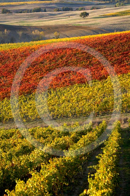 2007 - Landscapes of yellow and red vineyards on late afternoon in autumn, near Topina place, Chianti land, 8 miles north the province of Siena.