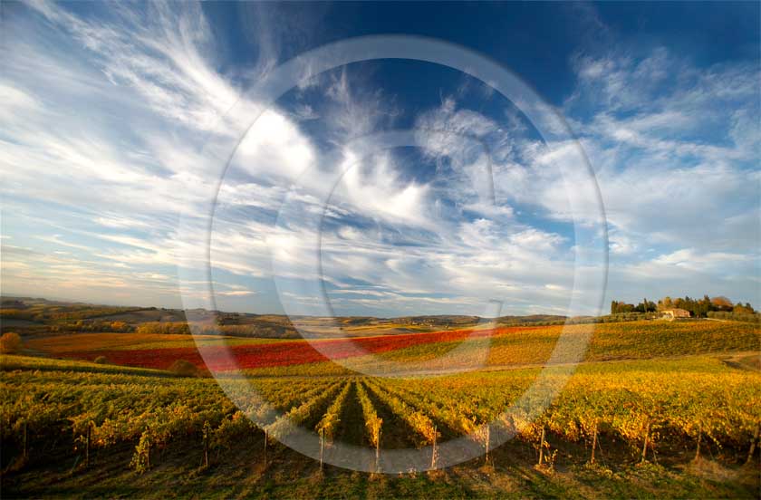 2007 - Landscapes of yellow and red vineyards with blue sky and white clouds on late afternoon in autumn, near Topina place, Chianti land, 8 miles north the province of Siena. 