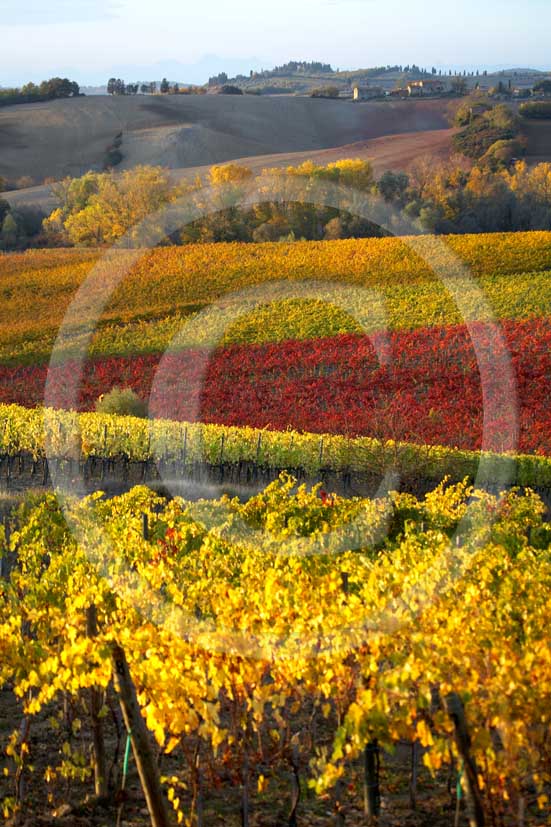 2007 - Landscapes of yellow and red vineyards on late afternoon in autumn, near Topina place, Chianti land, 8 miles north the province of Siena.