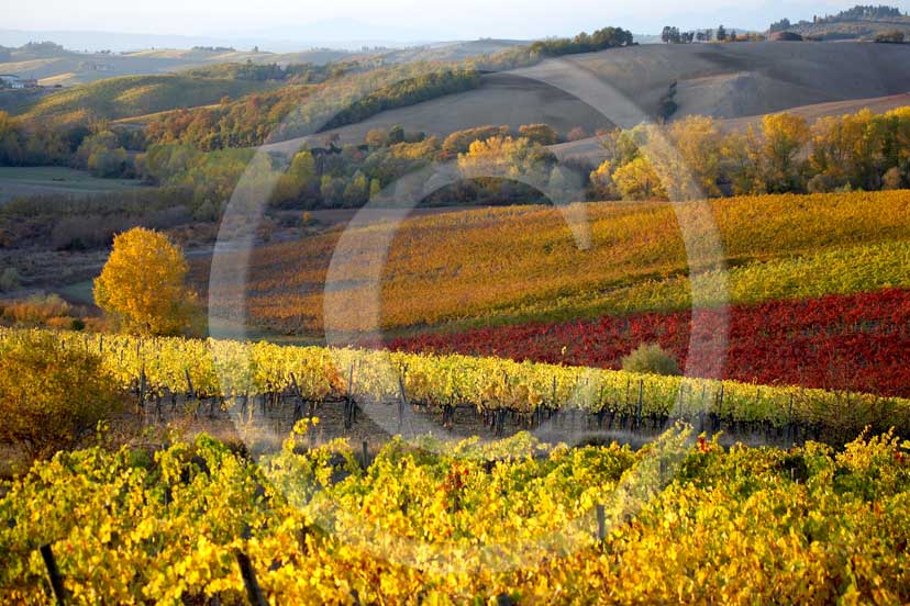 2007 - Landscapes of yellow and red vineyards on late afternoon in autumn, near Topina place, Chianti land, 8 miles north the province of Siena.