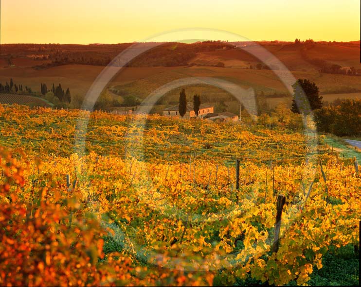 2003 - Landscapes of farm and vineyards on early morning in autumn, near Quercegrossa village, Chianti land, 11 miles south the province of Siena.