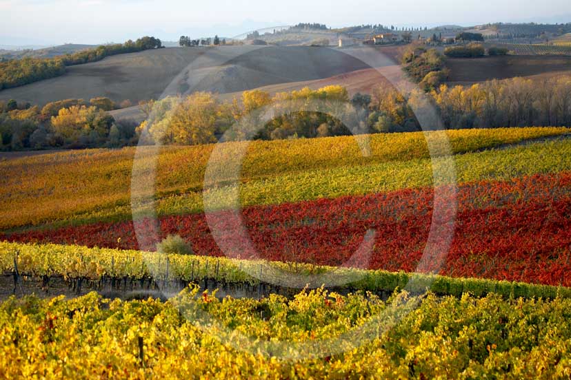 2007 - Landscapes of yellow and red vineyards on late afternoon in autumn, near Topina place, Chianti land, 8 miles north the province of Siena.