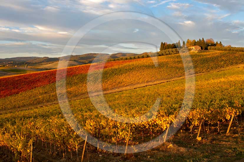 2007 - Landscapes of yellow and red vineyards with blue sky and white clouds on late afternoon in autumn, near Topina place, Chianti land, 8 miles north the province of Siena.