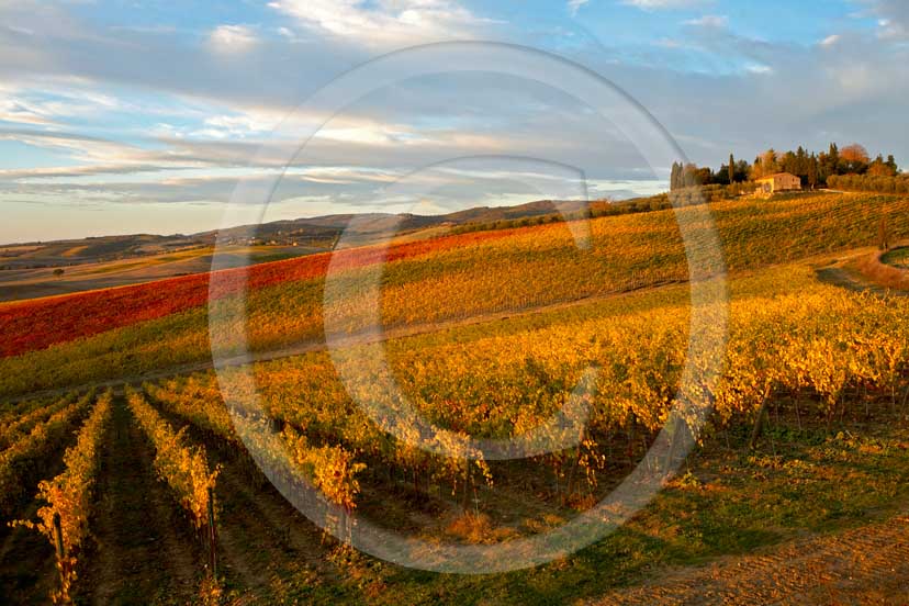 2007 - Landscapes of yellow and red vineyards with blue sky and white clouds on late afternoon in autumn, near Topina place, Chianti land, 8 miles north the province of Siena.