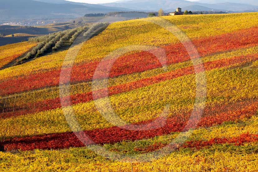 2007  - Landscapes of yellow and red vineyards and farm on early morning in autumn, near Poggibonsi village, Chianti land, 21 miles south the province of Florence.