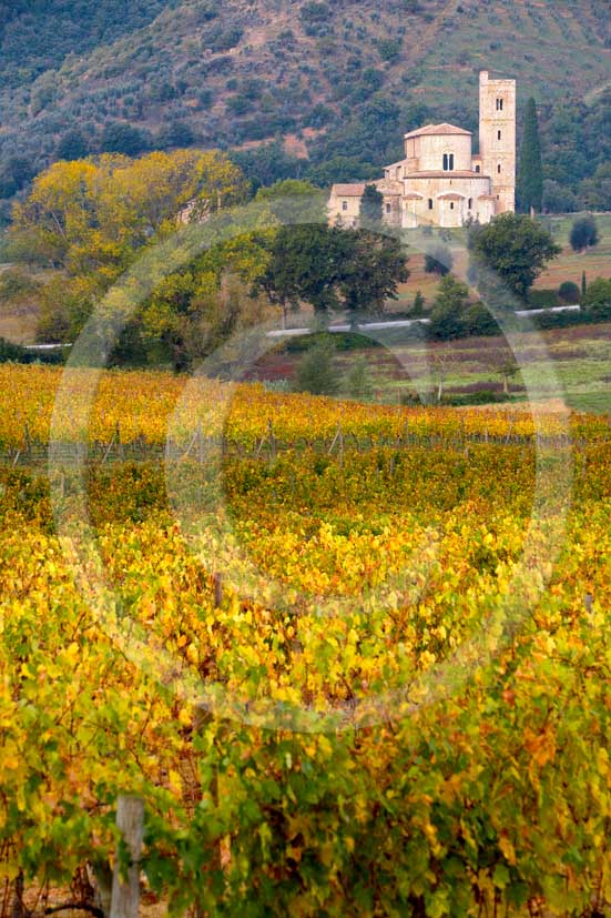 2007  - View of S.Antimo abbay with yellow vineyards a bit before sunrise in autumn, Arbia valley, near Montalcino village, 20 milse south the province of Siena.