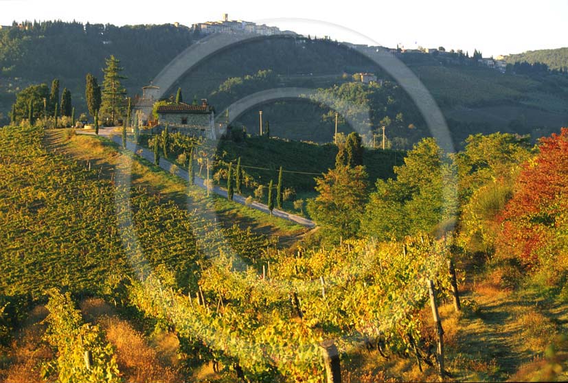 2004 - Landscapes of farm and vineyards in autumn, near Radda village, Chianti land, 26 miles south province of Florence.