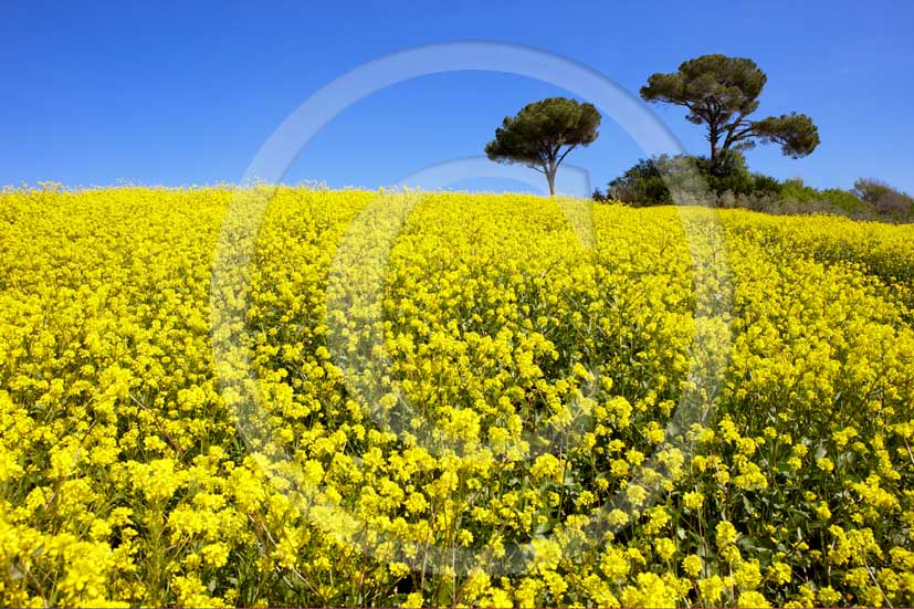 2008 - Landscapes of yellow field of 