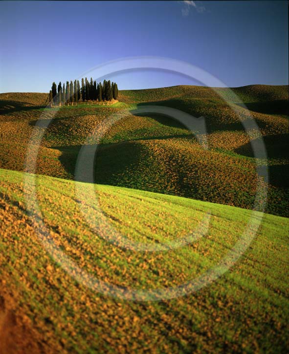 2003 - Landscapes of cipress and field of bead in autumn, near S.Quirico village, Orcia valley, 18 miles south province of Siena.