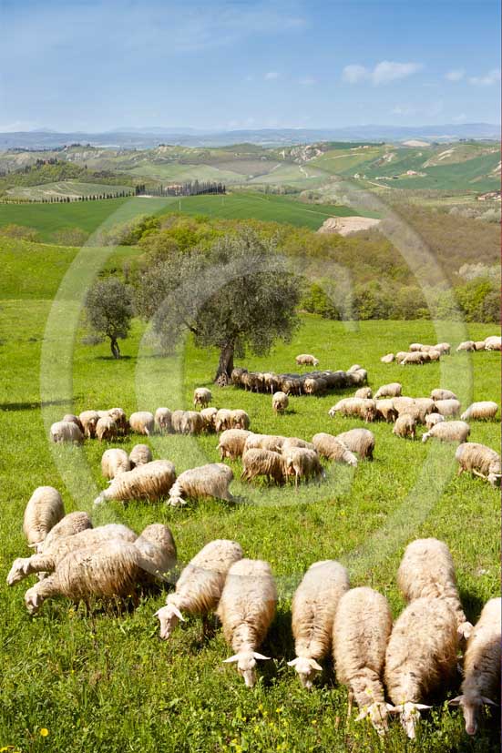 2008 - Landscapes with sheeps in morning on summer, near Asciano village, Crete senesi land, 15 miles south the province of Siena.