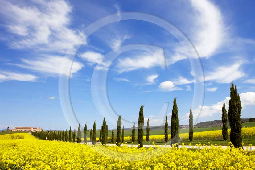 2008 - Landscapes of cypress and yellow 