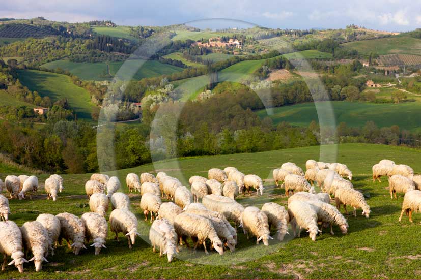 2008 - Landscapes with sheeps in morning on summer, near Asciano village, Crete senesi land, 19 miles south the province of Siena.