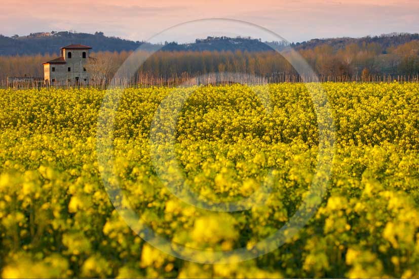 2008 - Landscapes and farm with yellow 