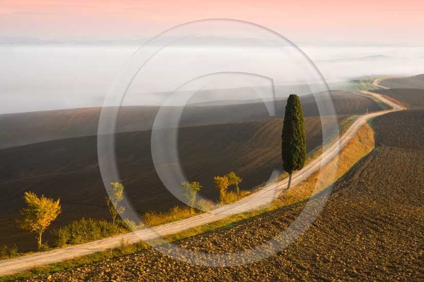 2007 - Landscapes and farm with cipress line on eary morning at sunrise with fog in autumn, near Ville di Corsano village, 12 miles east the province of Siena.