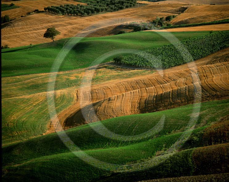 2001 - Landscapes of field of bead in summer in Crete Senesi land.