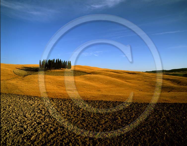 2003 - Landscapes of cipress and field of bead in summer, near S.Quirico village, Orcia valley, 18 miles south province of Siena.