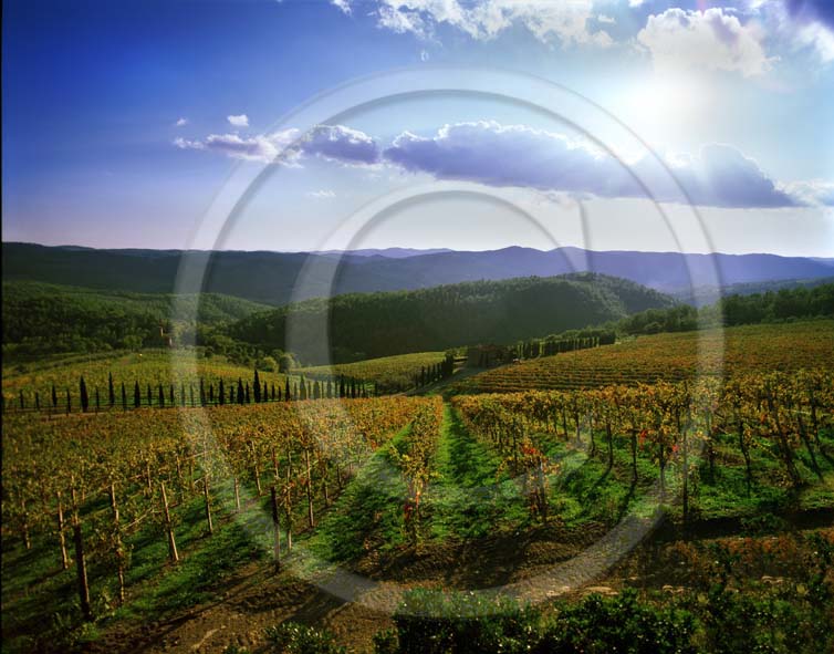 2002 - Landscapes of vineyards in autumn, near Radda village, Chanti land, 28 miles south province of Florence.