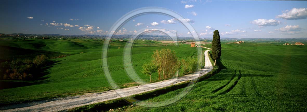 2002 - Panoramic view of cipress and field of bead in spring, near Ville di Corsano place, Crete Senesi land, 17 miles east province of Siena.