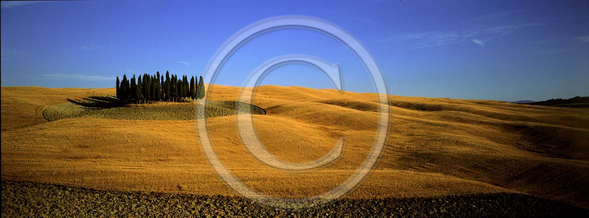 2003 - Panoramic view of cipress and field of bead in summer, near S.Quirico village, Orcia valley, 18 miles south province of Siena.