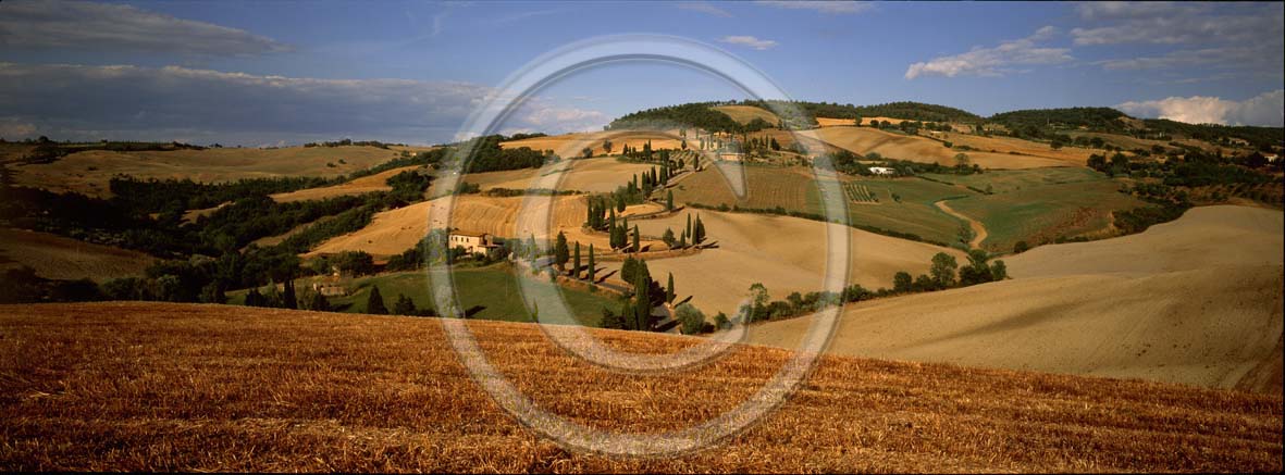 2003 - Panoramic view of cipress and field of bead in summer, near Monticchiello village, Orcia valley, 20 miles south province of Siena.
