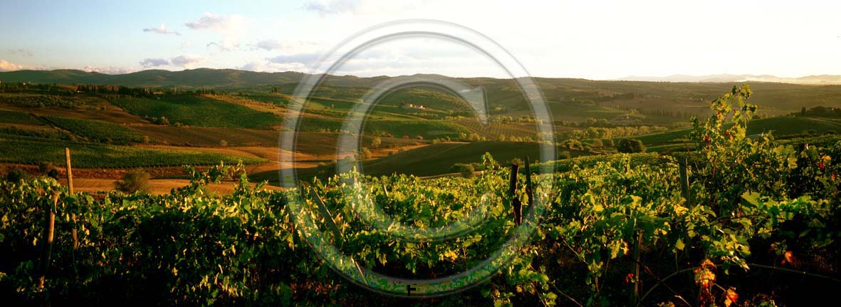 2005 - Panoramic view of vineyards in summer, near Quercegrossa village, Chianti land, 8 miles north province of Siena.