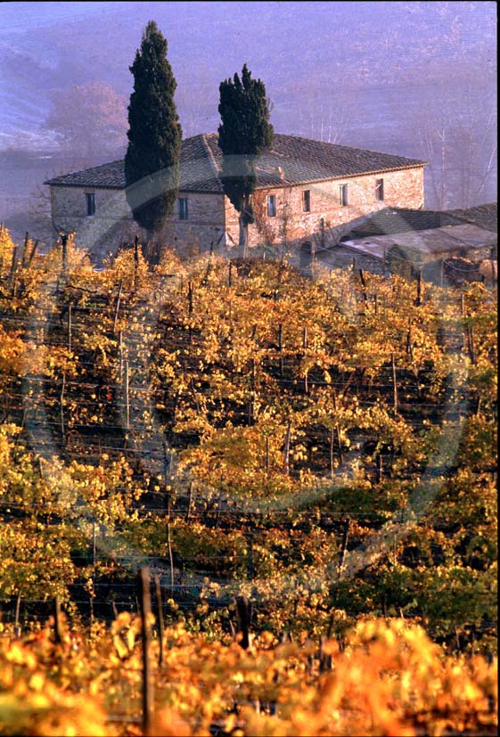 1987 - Landscapes of farm and vineyards in autumn near Quercegrossa village, Chianti land, 8 miles north province of Siena.