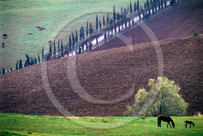 1986 - Landscapes of cipress and horses in country, near Ville di Corsano place, Arbia valley, 16 miles east the province of Siena.