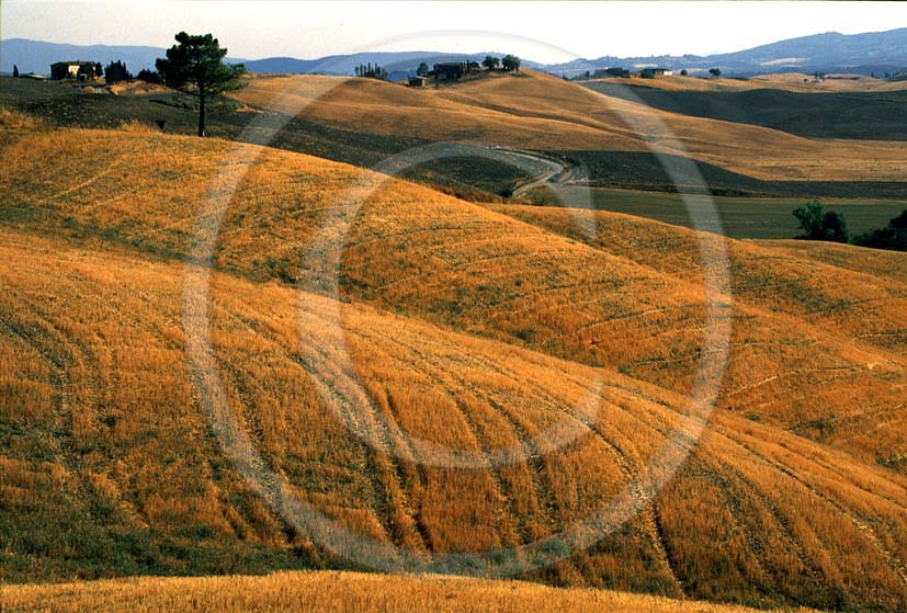 2001 - Landscapes of field of bead in summer, Crete Senesi land, near il Ristoro place, 14 miles south the province of Siena.