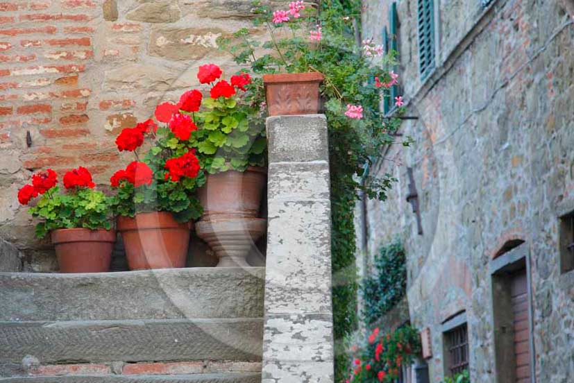 2011- Red Gerani flowers on tuscan home.
