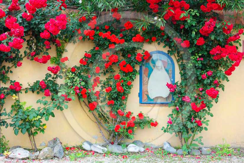 2011- Little Virgin Mother chapel with red rose.