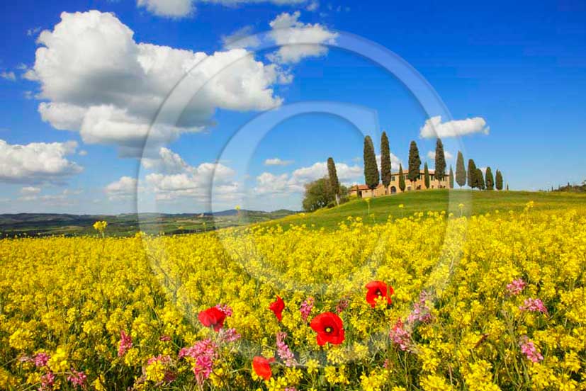 2011 - View of farm and cypress on spring with white clouds and blue sky into a field of yellow Colsa flower and red Poppies.