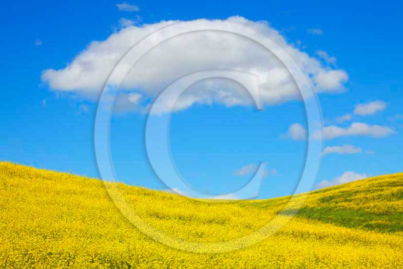 2011 - View of field of yellow Colsa flowers with white cloud and blue sky.