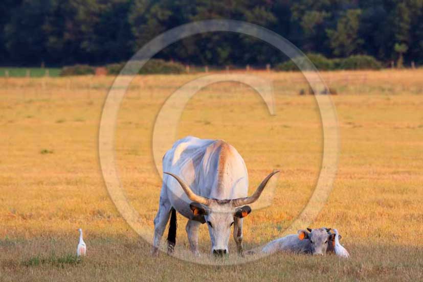 2012 - White traditional cow into Uccellina Park at Alberese place in Maremma land.