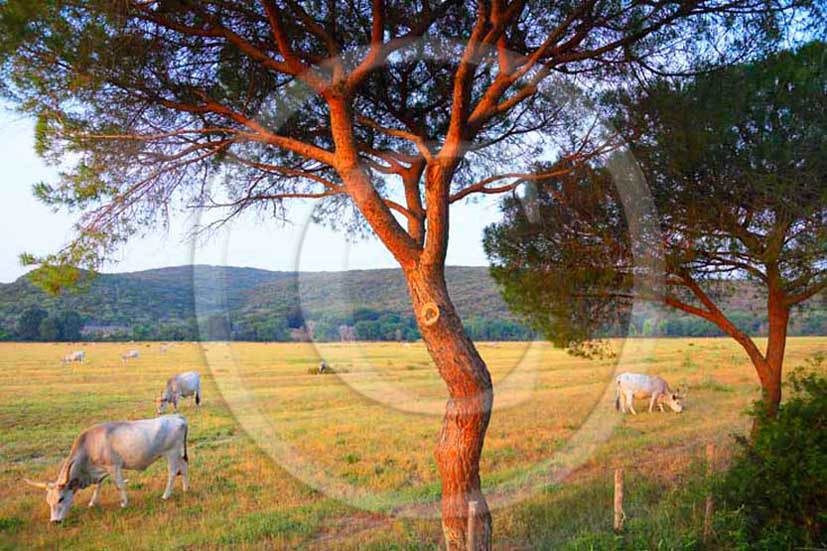 2012 - White traditional cow into Uccellina Park at Alberese place in Maremma land.