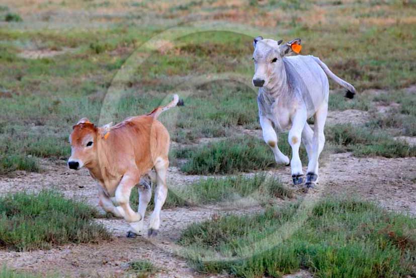 2012 - Young white traditional cow into Uccellina Park at Alberese place in Maremma land.