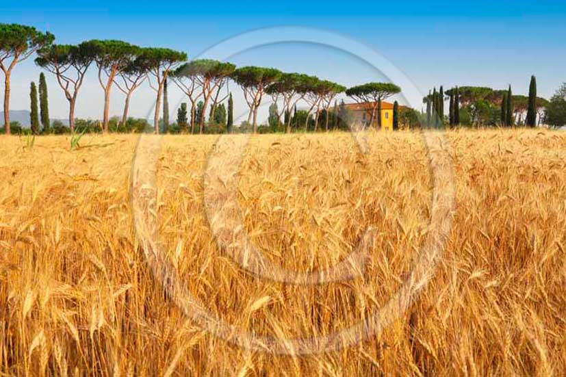 2012 - Pine trees in Maremma land into field of bead.