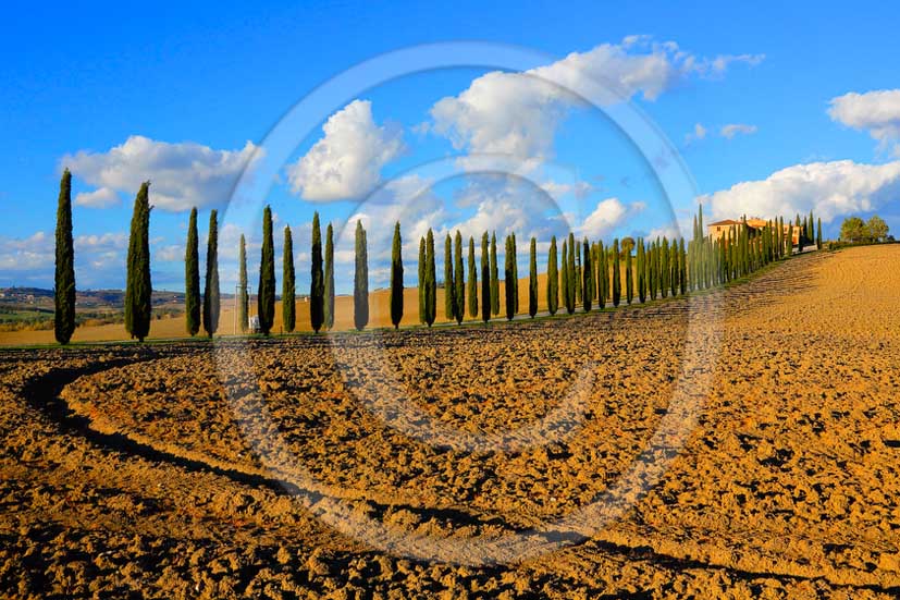 2013 - View on late afternoon in autumn of farm and cypress in Orcia valley.