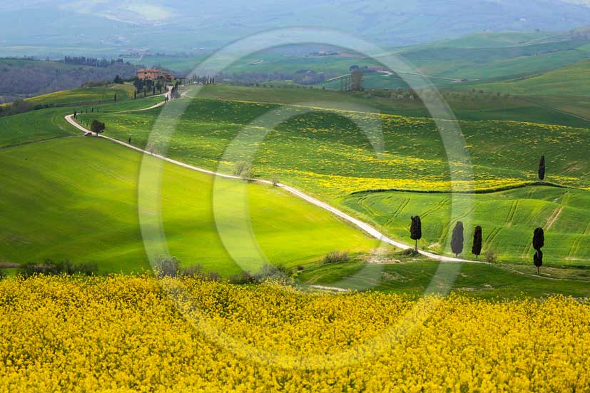 2013 - View of field of bead with yellow Colsa flowers in Orcia valley in spring.