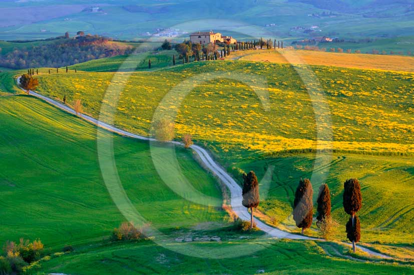 2013 - View of field of bead, cypress and yellow Colsa flowers in Orcia valley in spring along the 