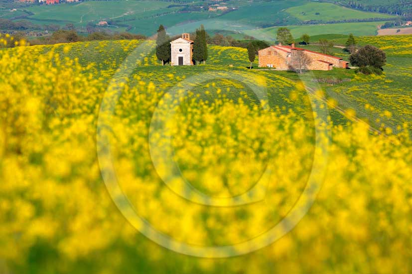 2013 - View of farm, country chapel of Vitaleta with yellow Colsa flowers in Orcia valley in spring.
