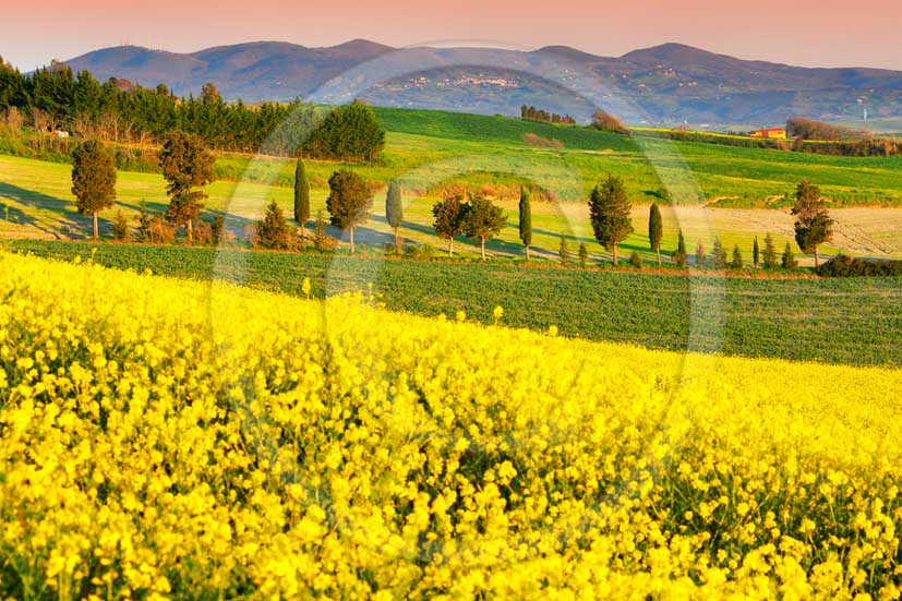 2013 - View of field of bead, cypress line and yellow Colsa flowers in Orciano valley in spring.