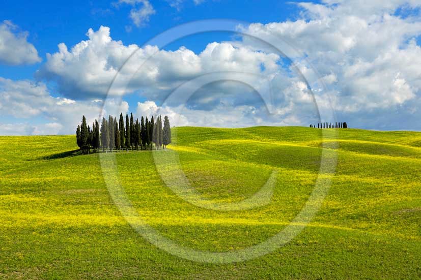 2013 - View of field of bead, cypress and yellow Colsa flowers in Orcia valley in spring.