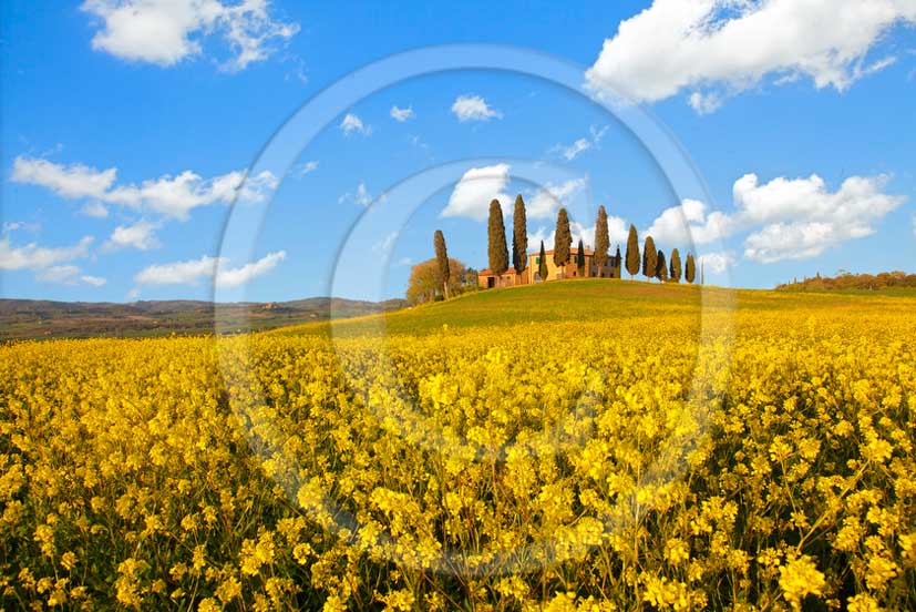 2013 - View of farm and cypress with and yellow Colsa flowers in Orcia valley in spring.