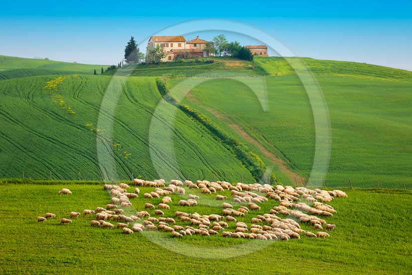 2013 - View of farm and sheeps near Pienza vilage in Orcia valley.