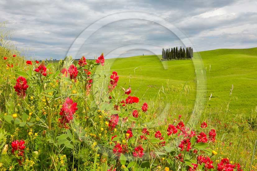 2013 - View of cypress and red poppies in spring in Orcia valley.